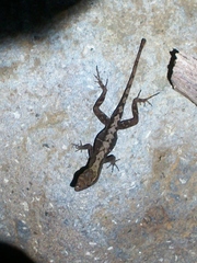 Anolis uniformis