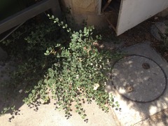 Capparis zoharyi