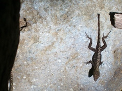 Anolis uniformis