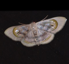 Problepsis achlyobathra