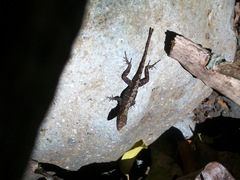 Anolis uniformis