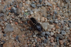 Loboptera canariensis