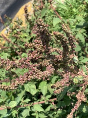 Amaranthus