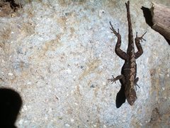 Anolis uniformis