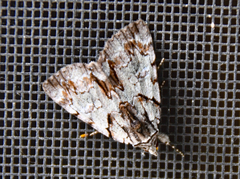 Catocala praeclara