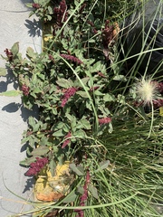 Amaranthus cruentus