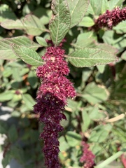 Amaranthus cruentus