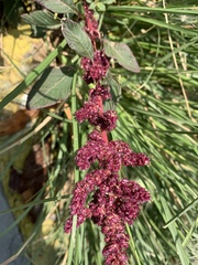 Amaranthus cruentus
