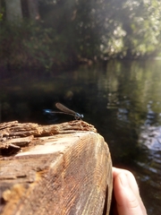 Argia tibialis
