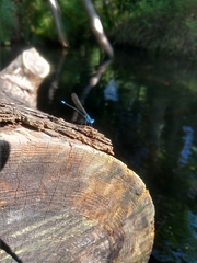 Argia tibialis