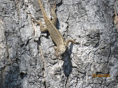Sceloporus albiventris