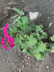 Pelargonium