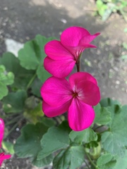 Pelargonium