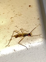 Rainieria antennaepes