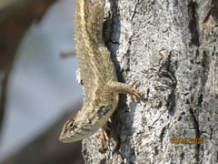 Sceloporus albiventris