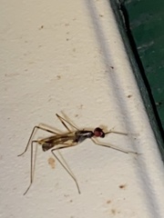 Rainieria antennaepes