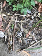 Cepaea nemoralis