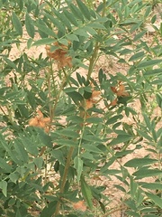 Glycyrrhiza lepidota