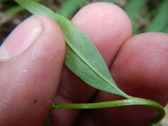 Erysimum cheiranthoides