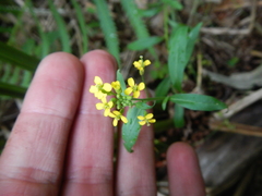 Erysimum cheiranthoides