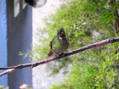 Heliodoxa rubricauda