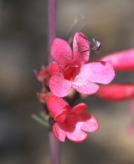 Penstemon superbus