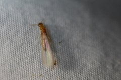 Cryptotermes cavifrons