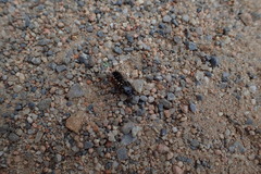 Loboptera canariensis