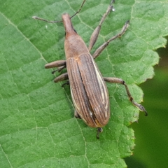 Lixus apterus