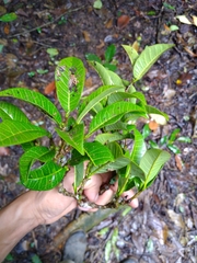 Brosimum alicastrum