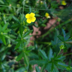 Potentilla erecta