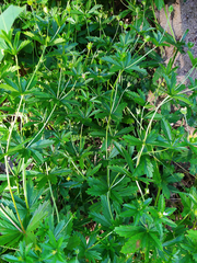Potentilla erecta