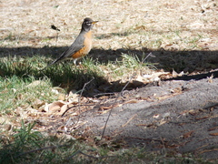Turdus migratorius
