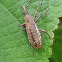 Lixus apterus