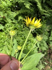 Doronicum austriacum