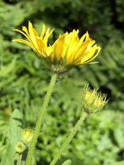Doronicum austriacum