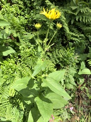 Doronicum austriacum