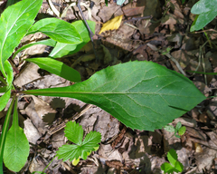 Solidago virgaurea