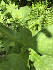 Doronicum austriacum