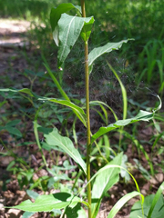 Solidago virgaurea
