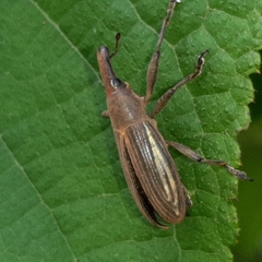 Lixus apterus