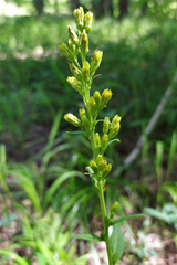 Solidago virgaurea