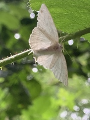 Scopula ternata