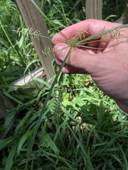 Cyperus thyrsiflorus