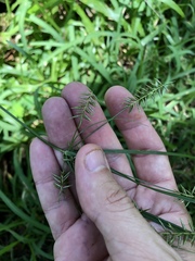 Cyperus thyrsiflorus