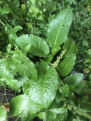Rumex obtusifolius