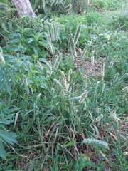 Phleum pratense pratense