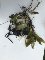 Potamogeton coloratus