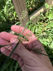 Cyperus thyrsiflorus