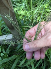 Cyperus thyrsiflorus